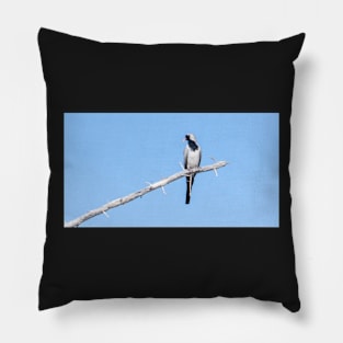 Namaqua dove. Pillow