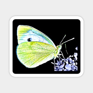 Cabbage White Butterfly Magnet