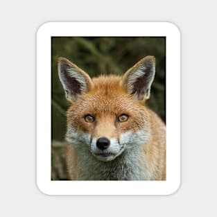 Red Fox portrait Magnet