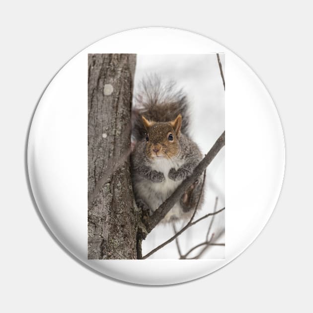 Large Grey Squirrel in a tree Pin by josefpittner