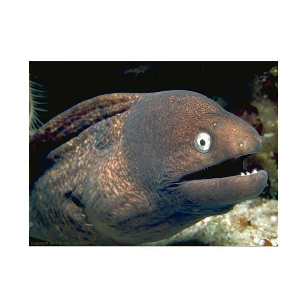 Bad Joke Eel Meme by FlashmanBiscuit