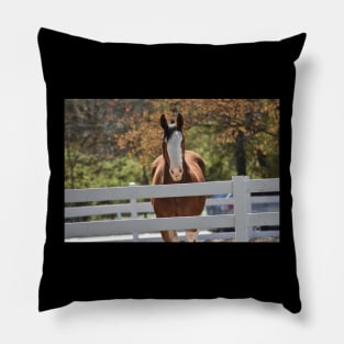 Clydesdale Pillow