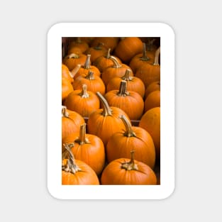 Pumpkins Magnet