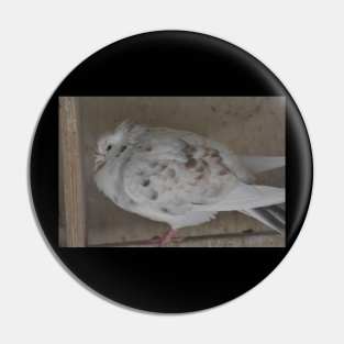 Pigeon Pin