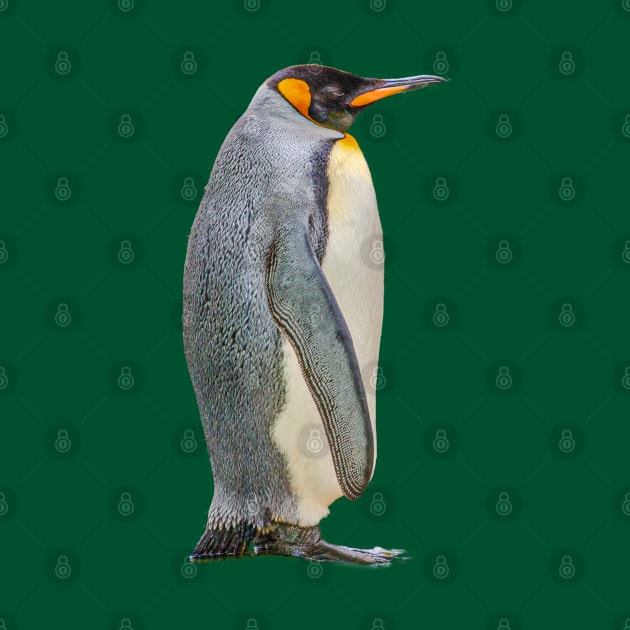 Penguin by dalyndigaital2@gmail.com