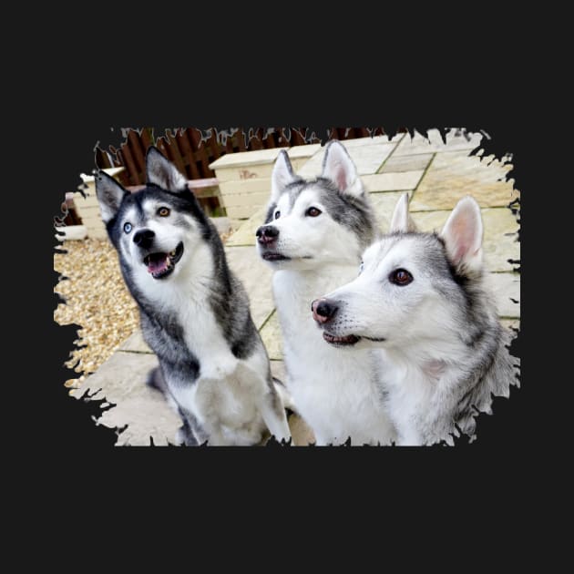 Husky Trio by Nicole Gath Photography