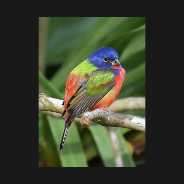 Painted Bunting Bird on Branch by candiscamera