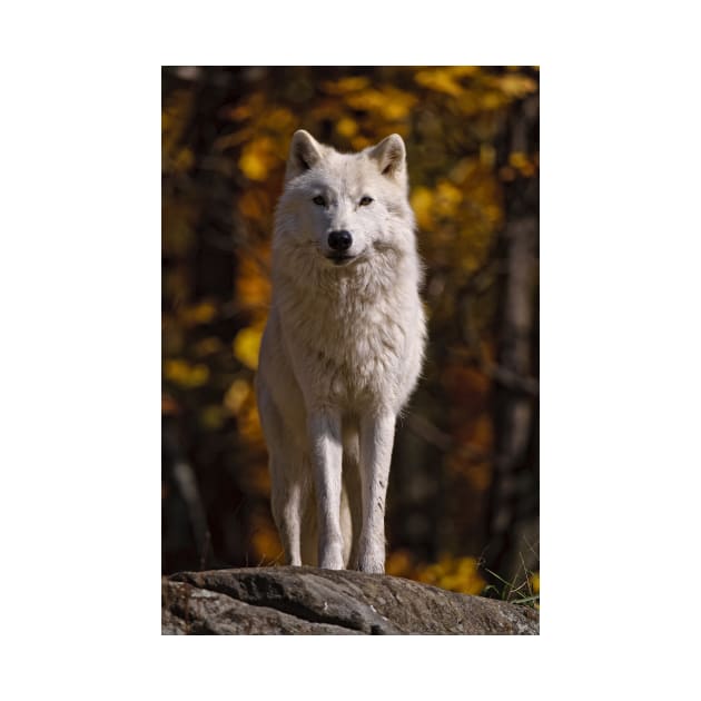 Arctic Wolf by jaydee1400