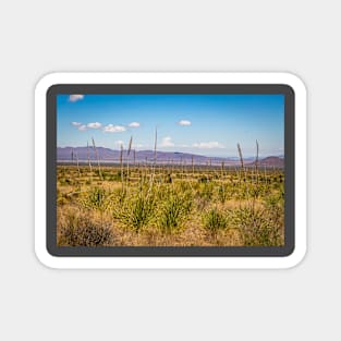 Sotol in the Chihuahuan Desert Magnet