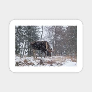 Moose in a snow storm Magnet