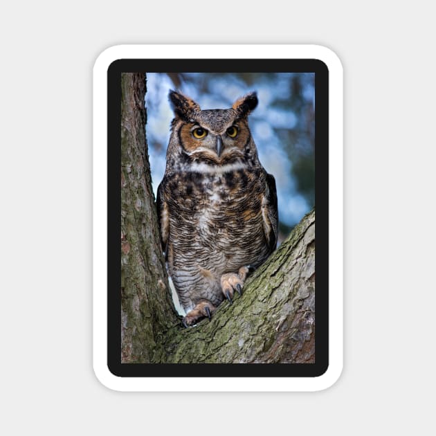 Great Horned Owl Magnet by dalekincaid