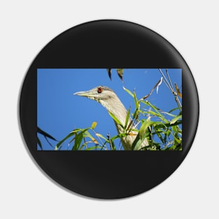 Black-crowned Night-Heron Pin