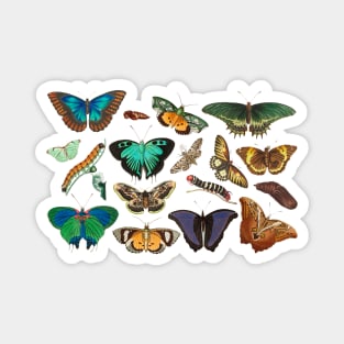 Exotic butterflies Magnet