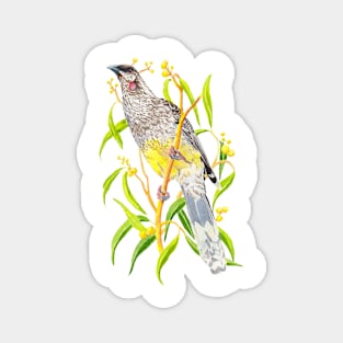 Red Wattlebird and yellow wattle flowers Magnet