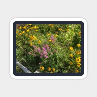 Fireweed and Black Eyed Susans Magnet