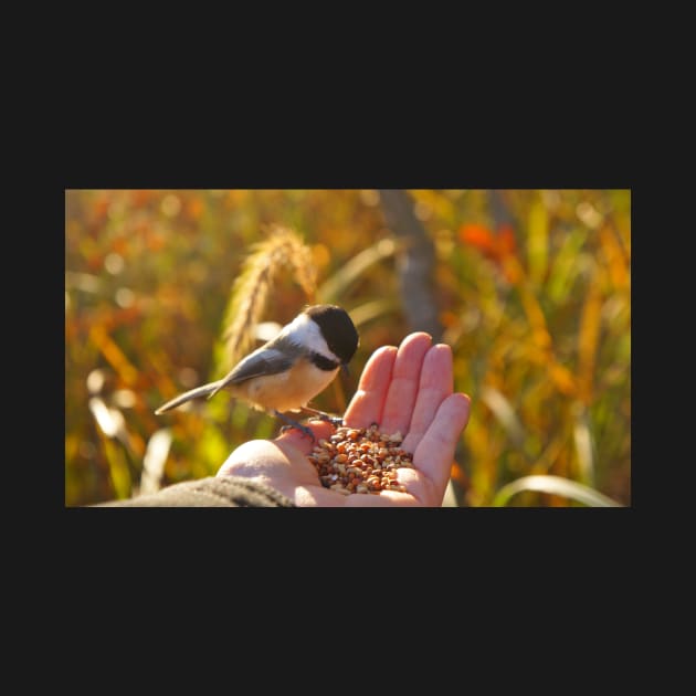 Feeding a Chickadee by 1Redbublppasswo