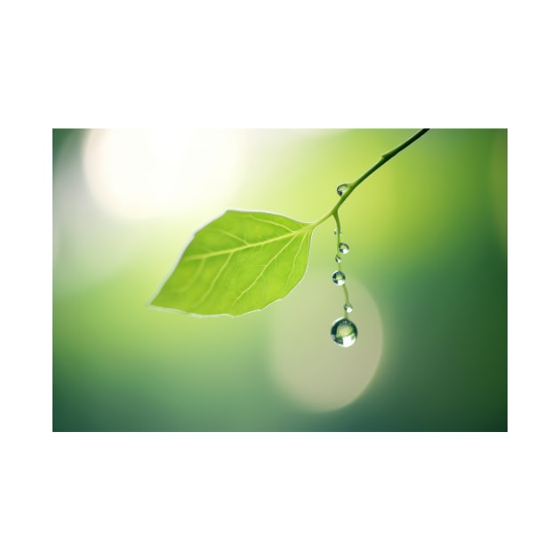 Leaf Water Drop Nature Serene Tranquil by Cubebox