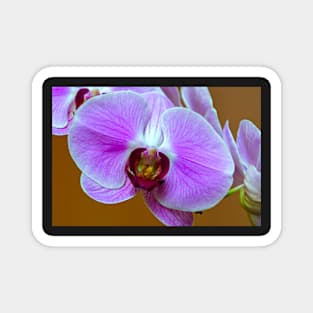 orchid Magnet