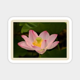 Pink lotus flower Magnet