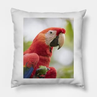 Scarlet Macaw Pillow