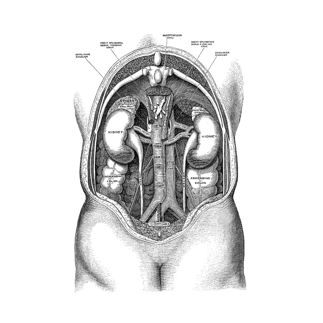 Human Kidney System - Vintage Anatomy by Vintage Anatomy Prints