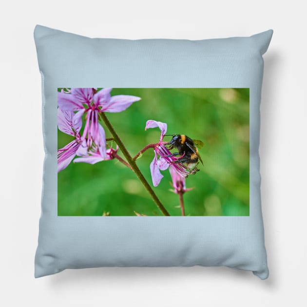 Bumble bee gets stuck in to an orchid Pillow by mbangert