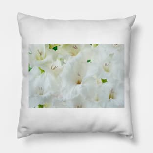 Gladiolus  'White Friendship' Pillow