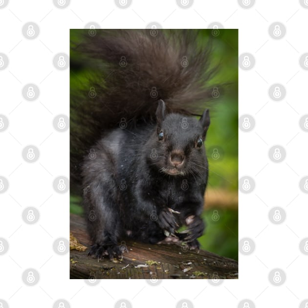 Eastern Grey Squirrel by Robert Alsop