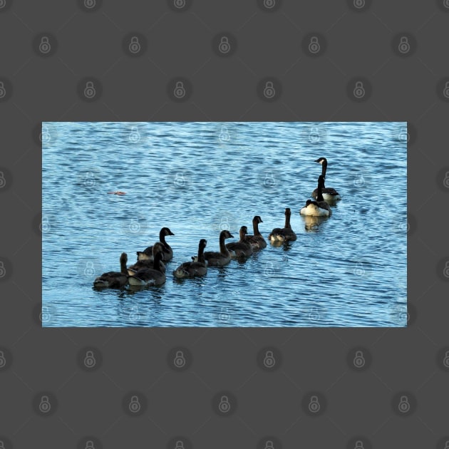 Canada Geese Swimming In A Row by BackyardBirder