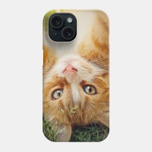 Playful orange kitten Phone Case