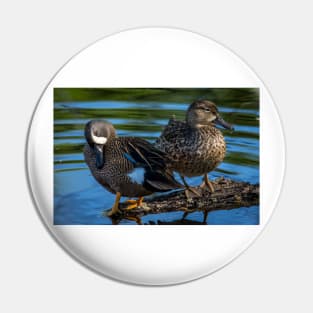 Blue-winged Teal Pair - Dabbling Ducks Pin