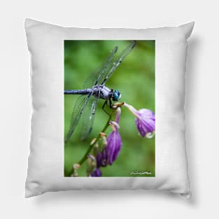 Dragonfly - series 2 Pillow