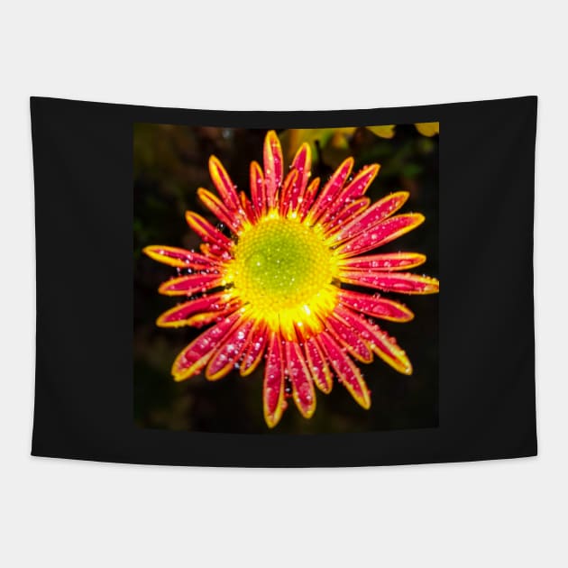 Chrysanthemum Daisy dewdrops - spring summer nature Gerber daisy flower Tapestry by Artonmytee