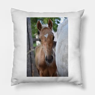 TB COLT Pillow