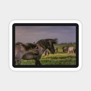 Wild Horses Magnet