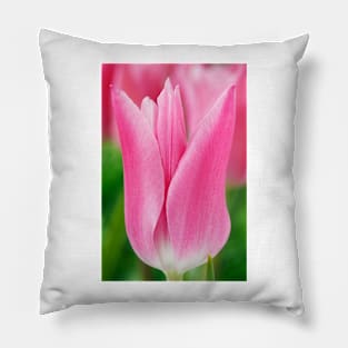 Tulipa  &#39;China Pink&#39;  AGM   Lily-flowered Group  Tulip Pillow