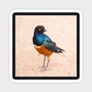 Superb Starling Magnet