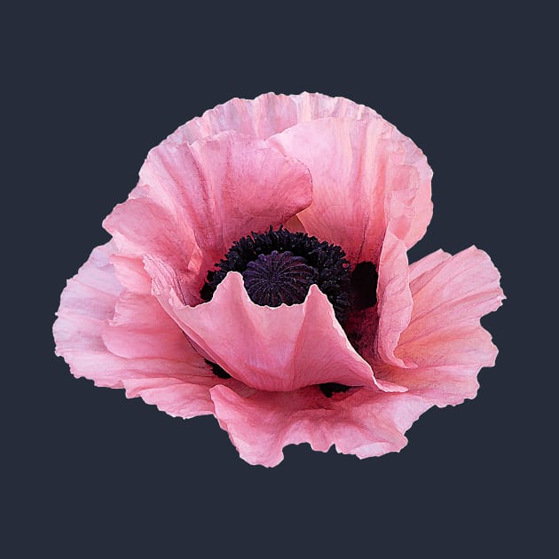 Delicate Pink Poppy by SusanSavad