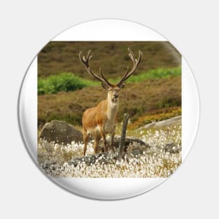 stag in cotton grass peak district Pin