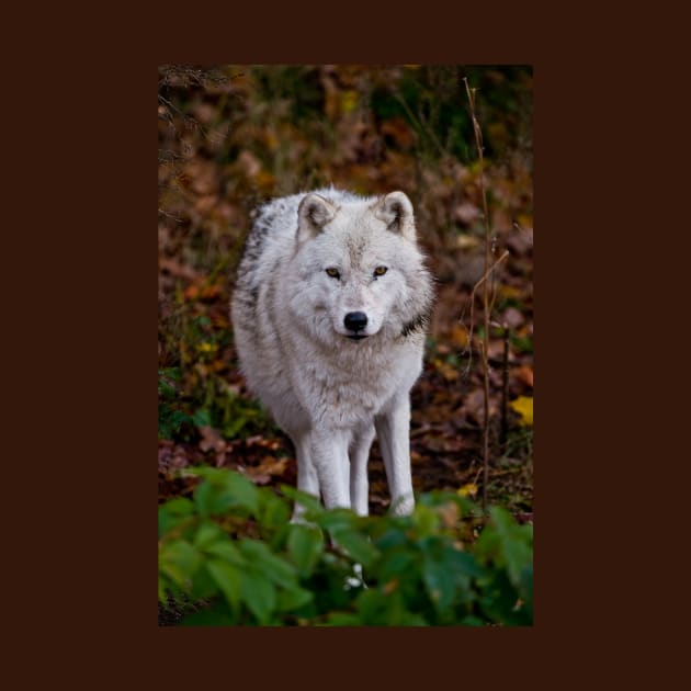 Arctic Wolf by jaydee1400