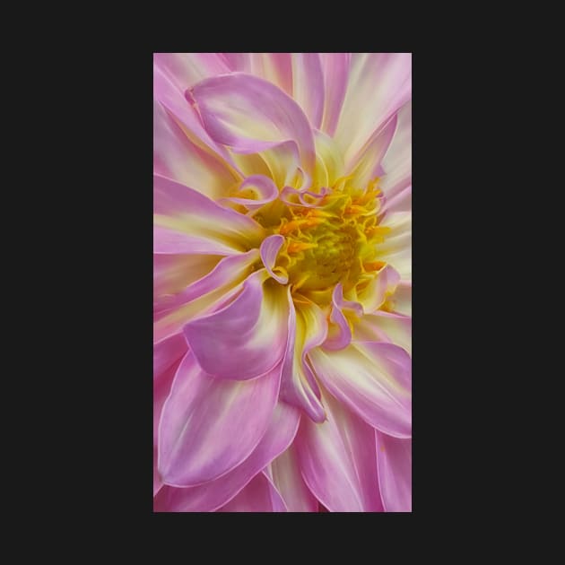 closeup macro photography of dahlia bloom in shades of pink and white coloured by mister-john