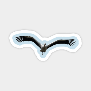 White Stork (Ciconia ciconia) Bird In Flight Vector Magnet