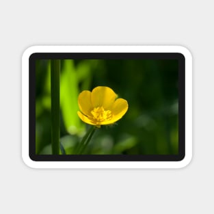 Buttercup Magnet