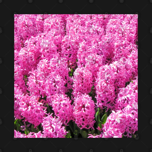 Pink Hyacinth by Upbeat Traveler