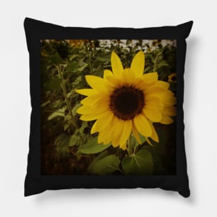 Sunflower dreams Pillow