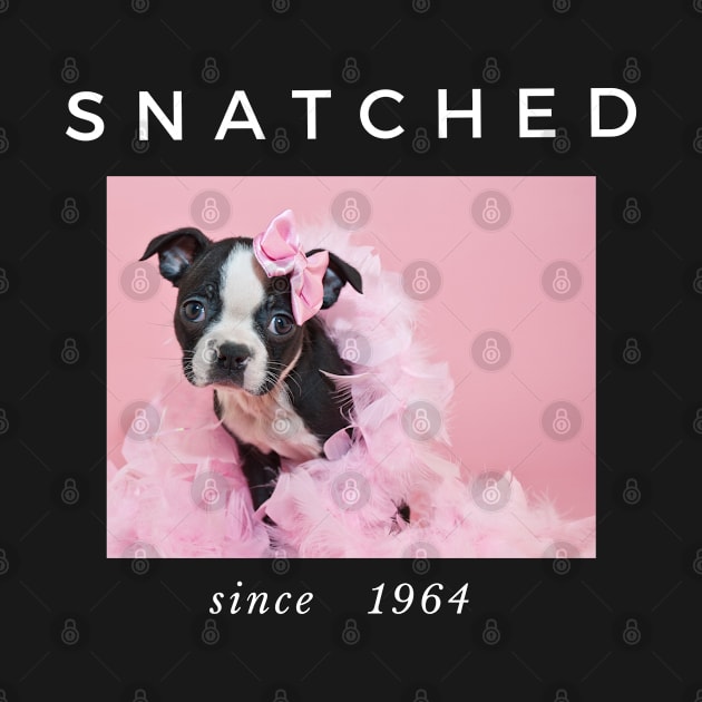 1964 Millennial Snatched Boston Terrier Dog Lover by familycuteycom