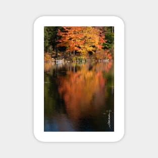 Maple Reflections Magnet