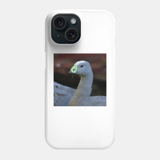 Green Black Beak and Gray Feathers Cape Barren Goose at The Zoo Phone Case