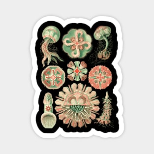 Ernst Haeckel Discomedusea Jellyfish Natural Magnet