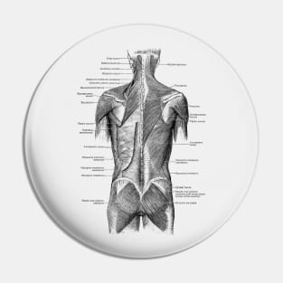 Human Muscular System - Back and Glutes - Vintage Anatomy Pin